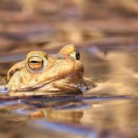 Common Toads 2 